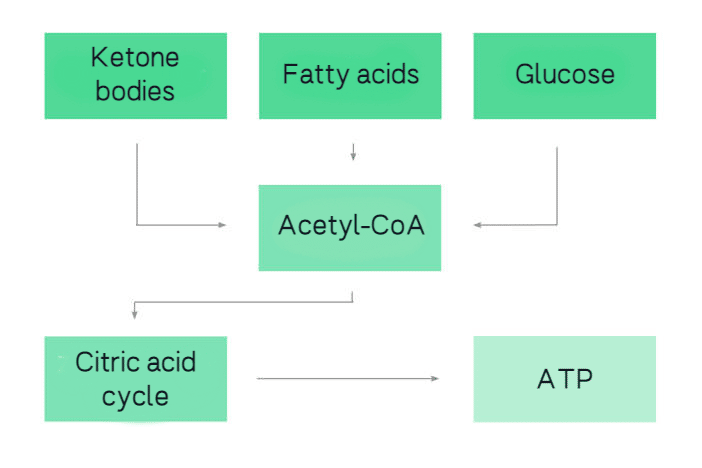 The metabolic processes involved in energy production