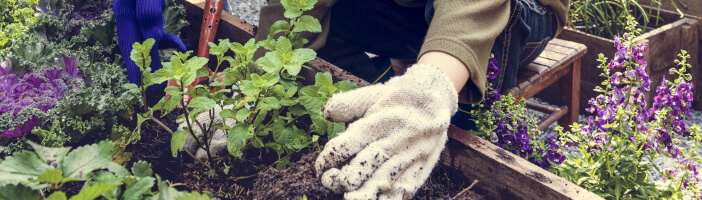 Wintergemüse selbst anbauen Wintergemüse selbst anbauen