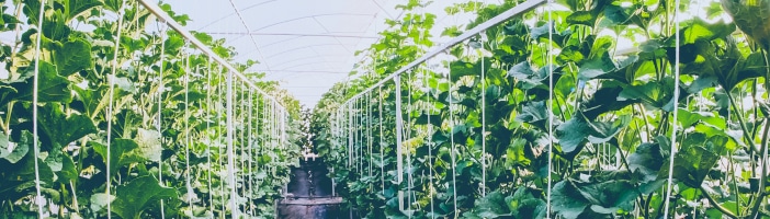 CBD Pflanze im Gewächshaus